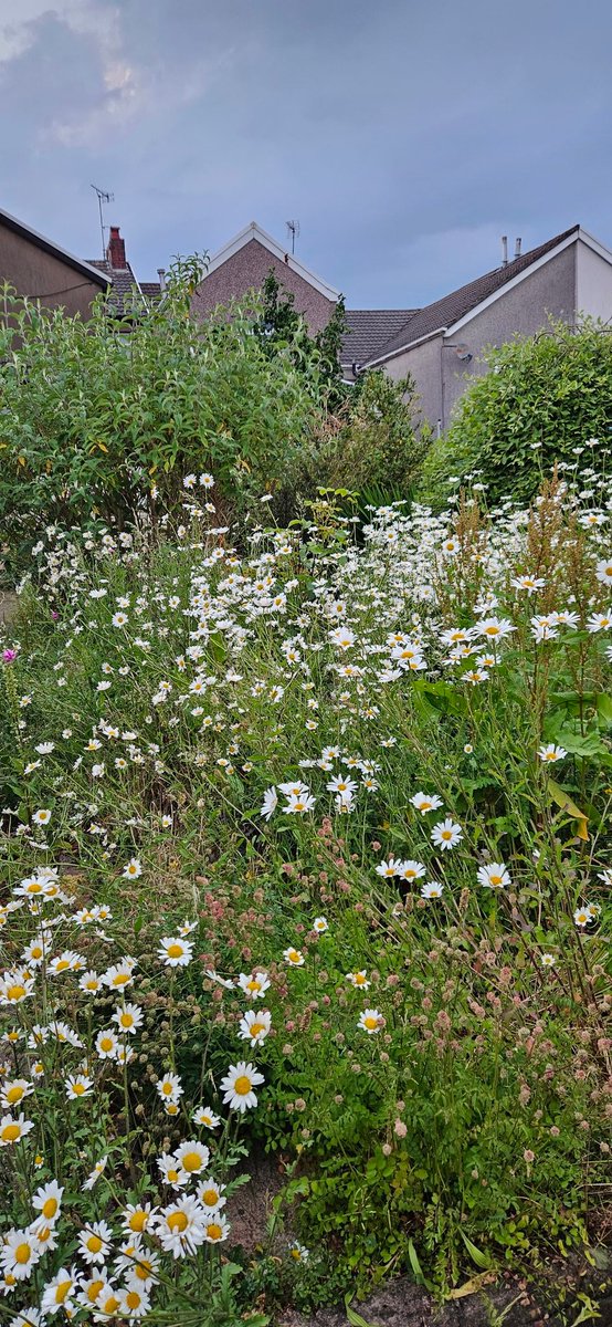 Is this what a low-maintence garden should look like? Our first attempt at a wild lawnless garden. Aren't those ox-eyes just amazing. @georgecmcgavin @Shitlawns @IoloWilliams2 @ChrisGPackham