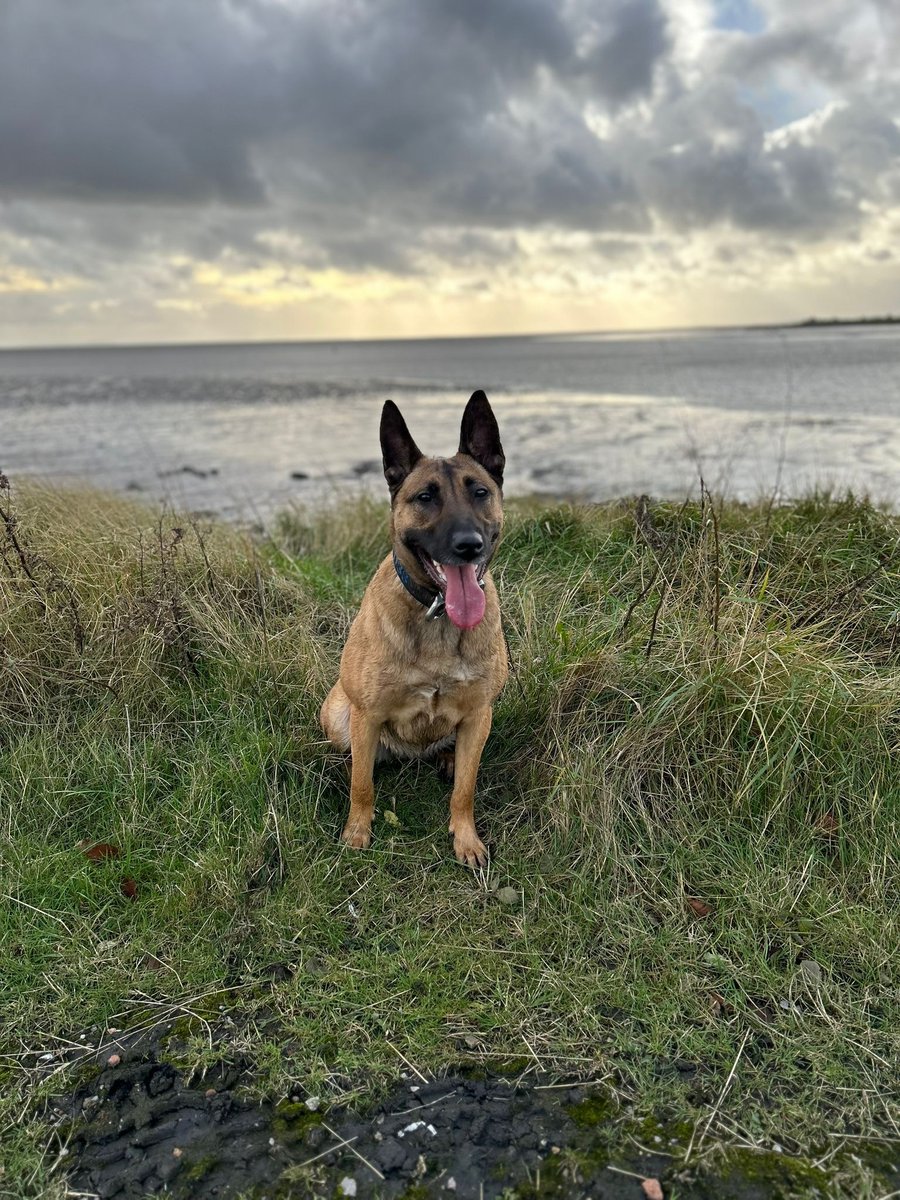 PD Kona ♀️ Assisted our JFU in Tredegar when a 👤wanted on recall to prison tried to evade capture by running out the back of a house.
This 👤 may have been quick off the mark, but he was no match for the tracking ability of the tenacious PD Kona!! #TrackingDog #RPSOT3 🐾💙