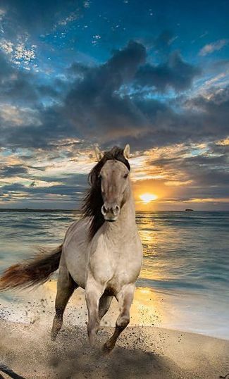 Horse galloping on the beach 🫎🌻✨🌸