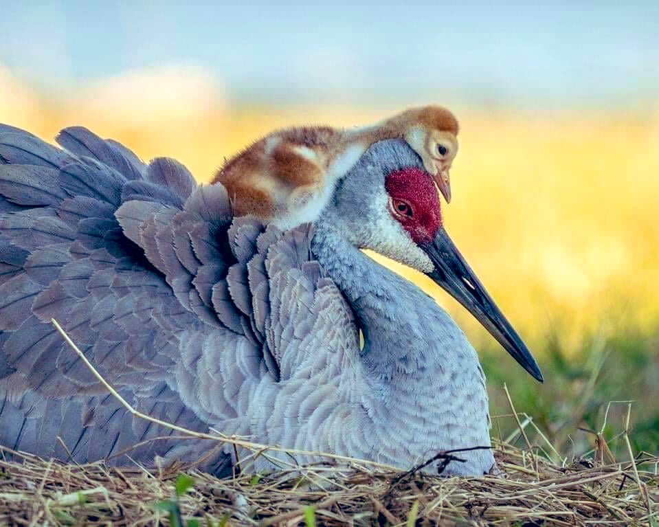 #FamilyIsEveryThing💜 

2021 Audubon Photography Awards 🏆🏆
Species: Sandhill Crane 🐦🐥🐥🎋🎋
Location : Johns Lake, Winter Garden, Florida
Photographer 📷: Robin Ulery