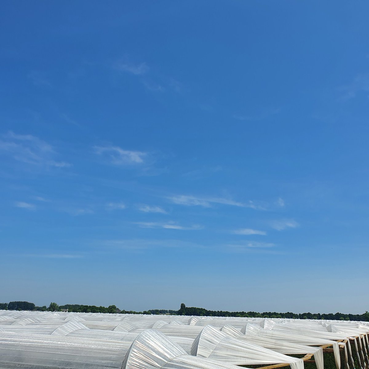 Zo mooi blijven rustig liggen reekalfjes  in de boomgaard. Veilig onder de planten. Zo goed als onzichtbaar en ook lekker droog onder de folie kappen. 
#hollandsfruit #desikkert #opijnen