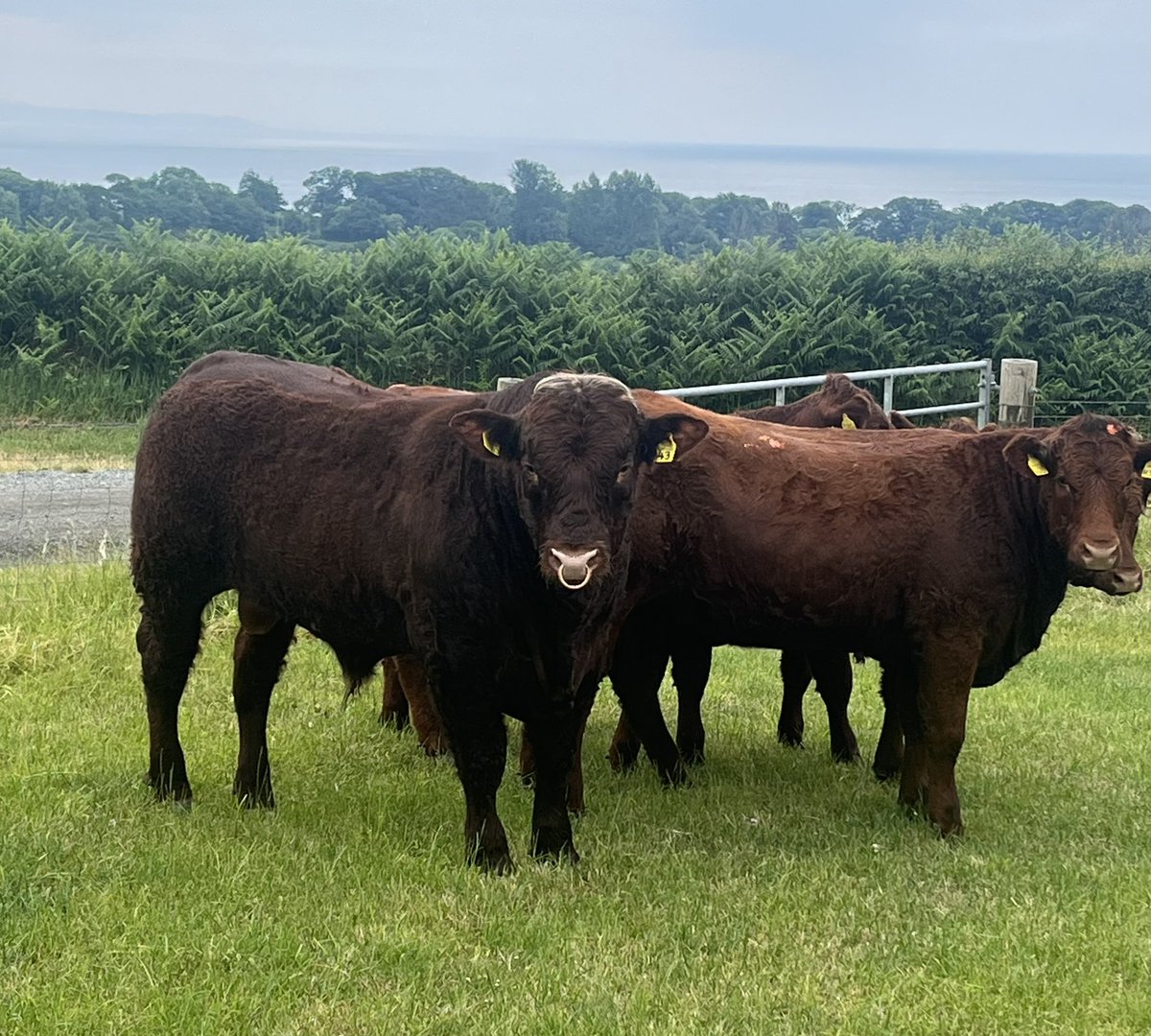 New bull out today Ovral and junior bull homebred Wernol Shankly