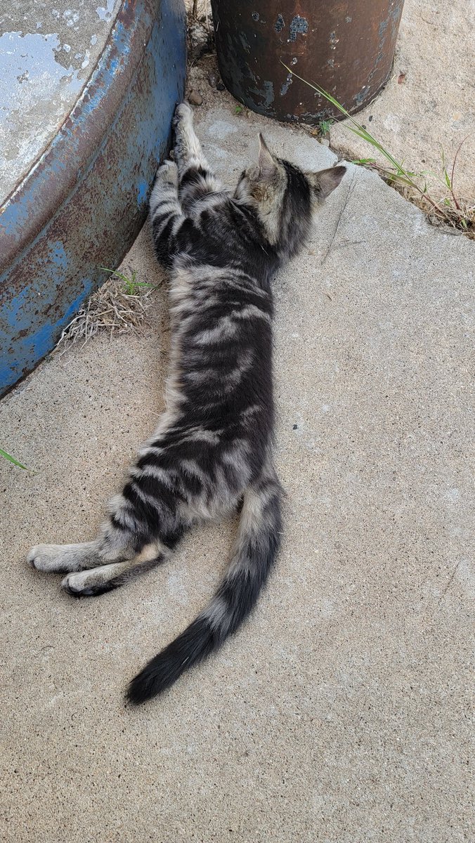 UPDATE
OWNER FOUND. 
DID NOT WANT THEM. 
DID NOT CARE 

We have a home for the dog. 
Need someone for the cat. 

We are in ELMWOOD, OKLAHOMA. 
#txwx #wxtwitter