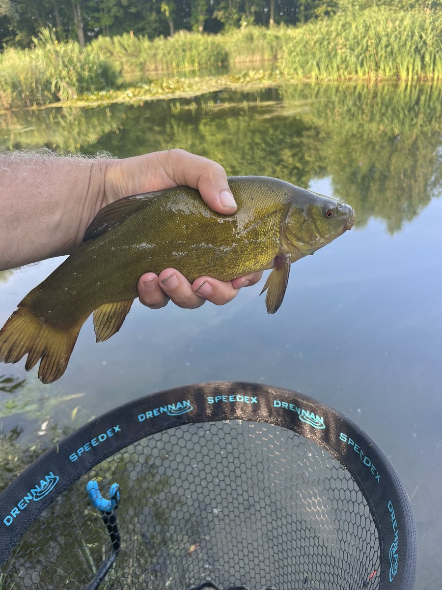 ClubVerulam's tweet photo. Bellows Mill gets more beautiful every time I go. Had the place virtually to myself on Friday evening. Simple float tactics accounted for six tench and dozens of rudd. Get up there - it’s fishing really well. https://t.co/TsfCELLPko