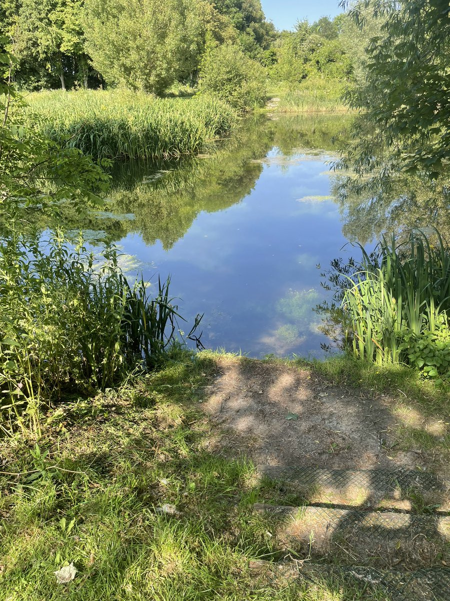 ClubVerulam's tweet photo. Bellows Mill gets more beautiful every time I go. Had the place virtually to myself on Friday evening. Simple float tactics accounted for six tench and dozens of rudd. Get up there - it’s fishing really well. https://t.co/TsfCELLPko