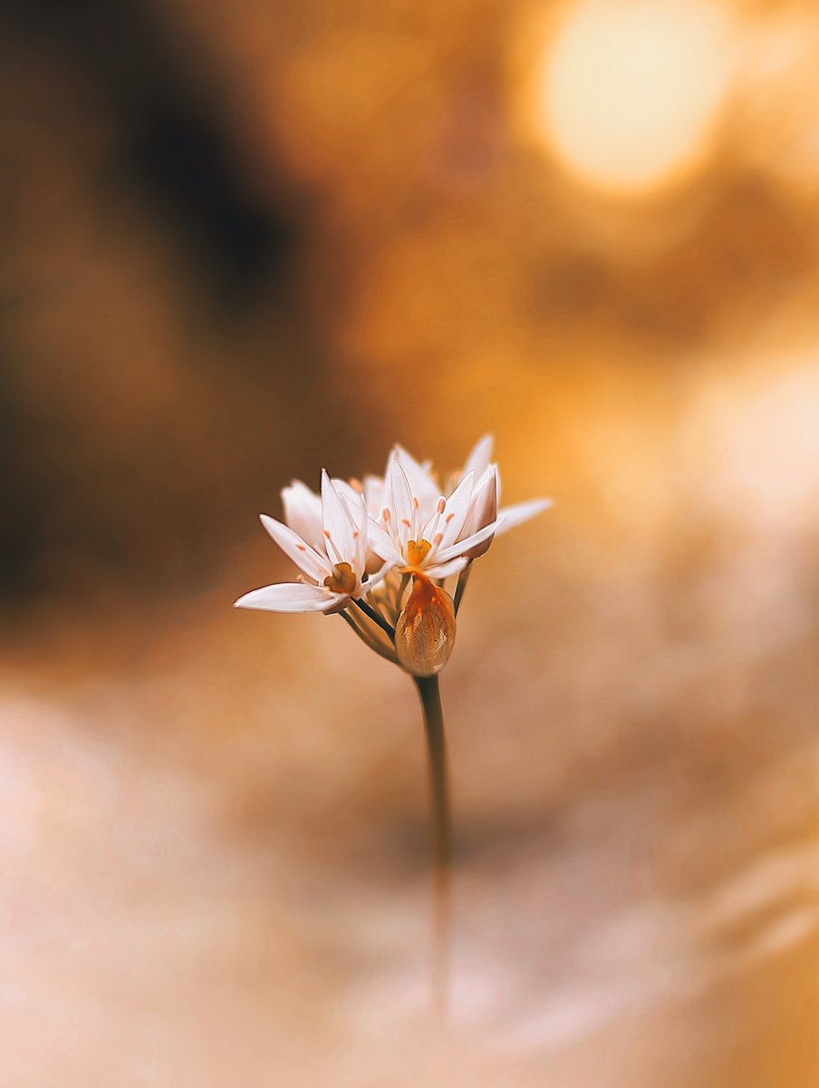 Gn 🌜

Golden Glow

1000 tez

🔗👇