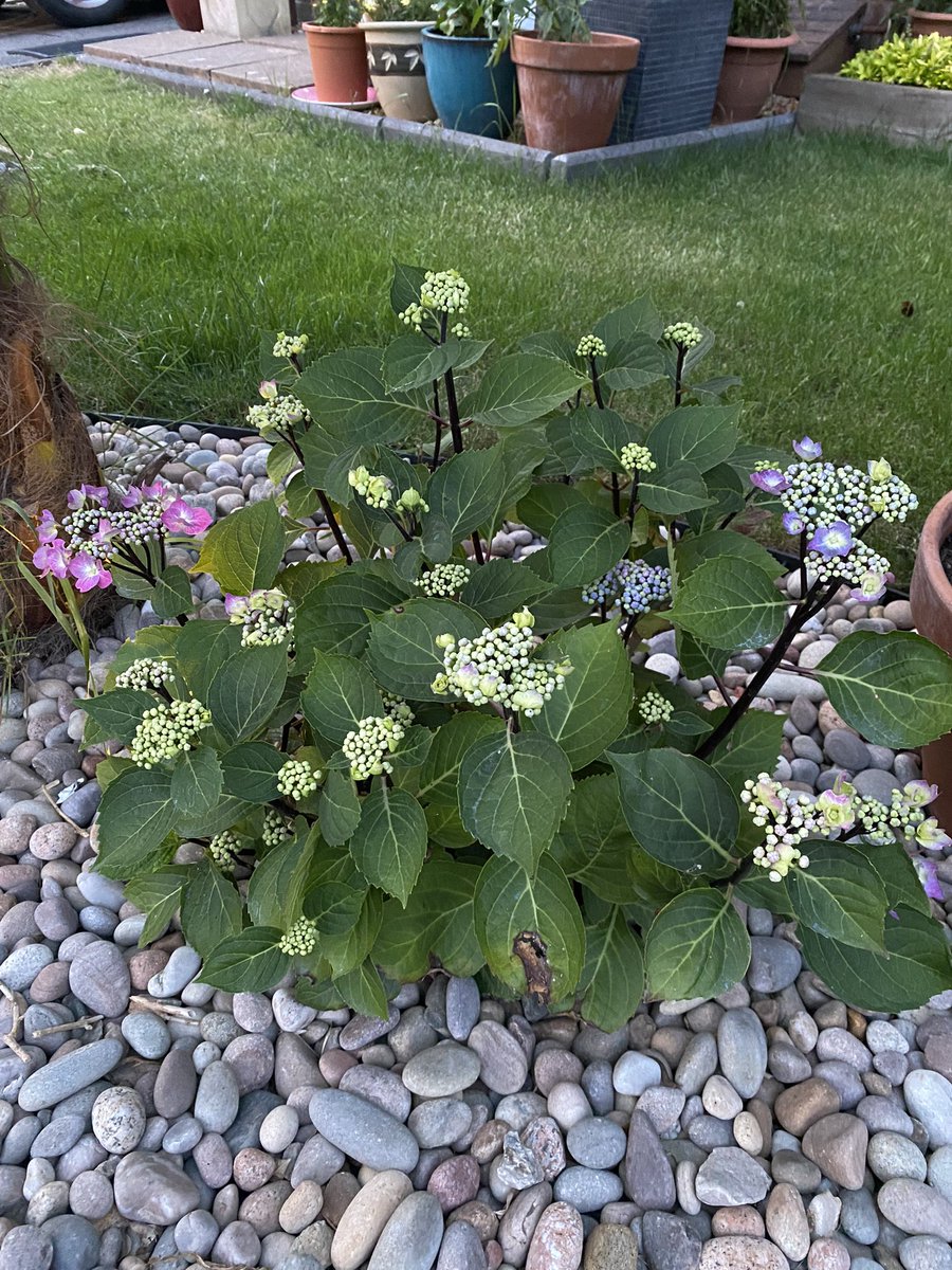 Put coffee grounds around my hydrangea and they’re starting to bloom in two different colours! Is this a thing?!! #pinkandblue