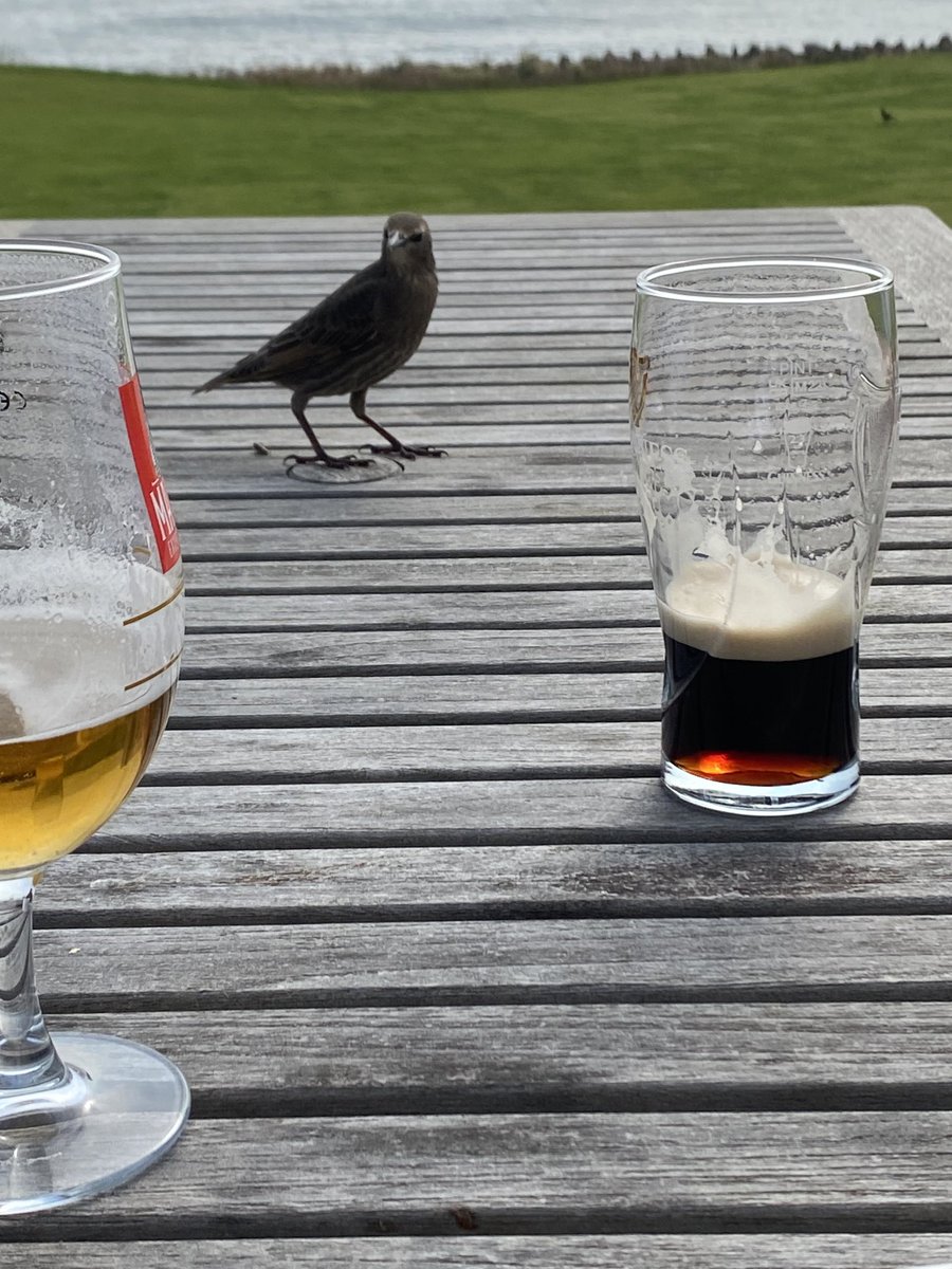 A friendly starling joining us for a beer in porthcawl today 🍺