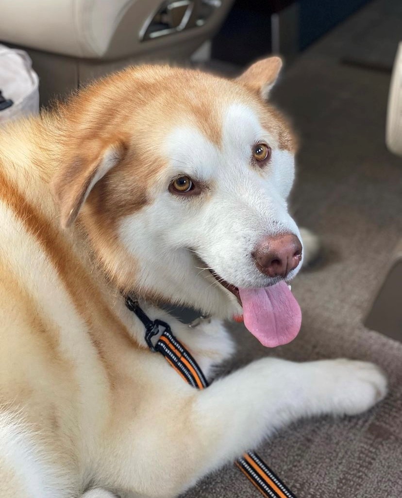 NetJets's tweet photo. Accommodating your cuddliest. #NetPets https://t.co/BA2yvGbZrZ