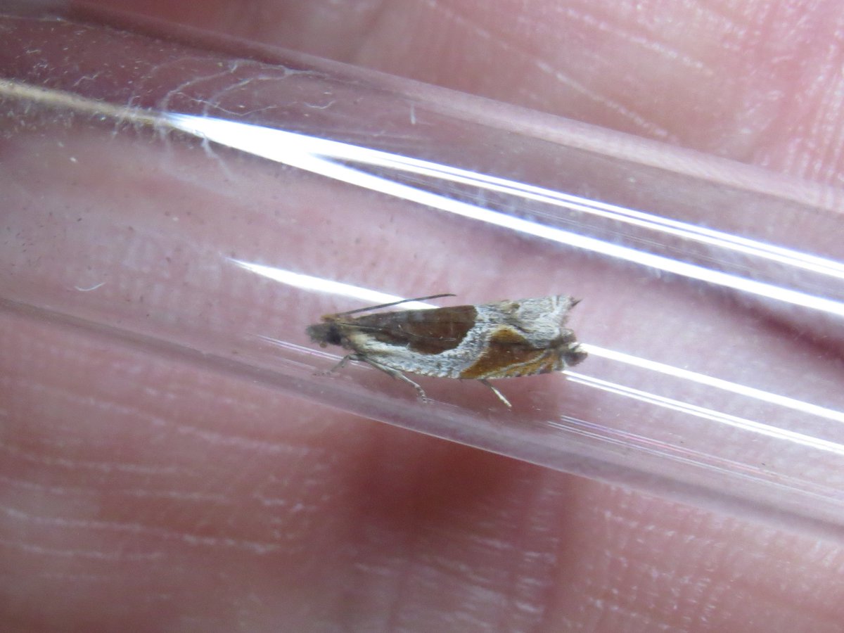 SG_devon's tweet photo. Excellent field trapping at @DevonWildlife Chudleigh Knighton Heath recently with 138 species between three traps. Highlights include Sloe Pug, Blotched Emerald, Birch Mocha, Grass Wave, Ancylis unculana, Grapholita lobarzewskii, Apotomis capreana &amp; Ethmia dodecea. https://t.co/b6934zPutp