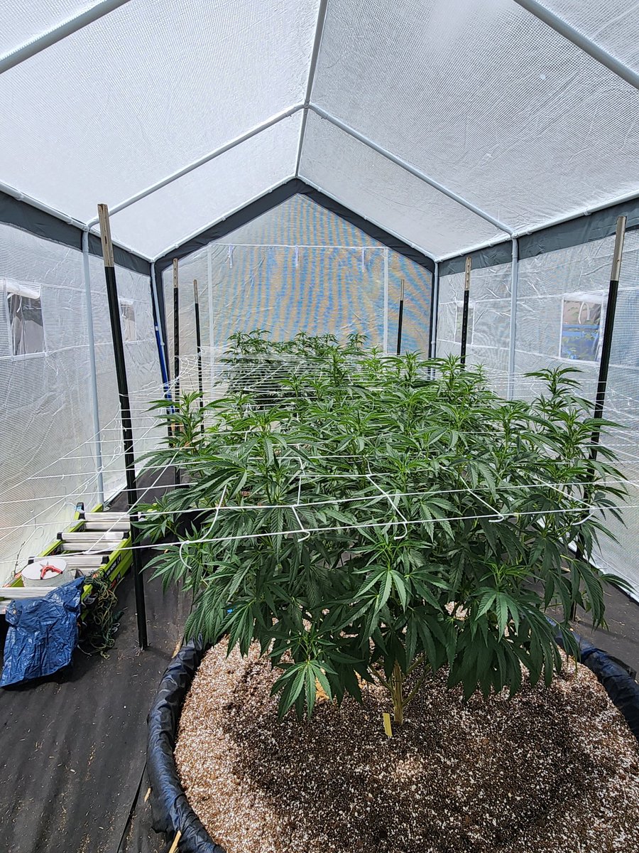 Not bad outdoor canopy 
#CannabisCommunity #growerslove #greenhouse #cannafam #tops