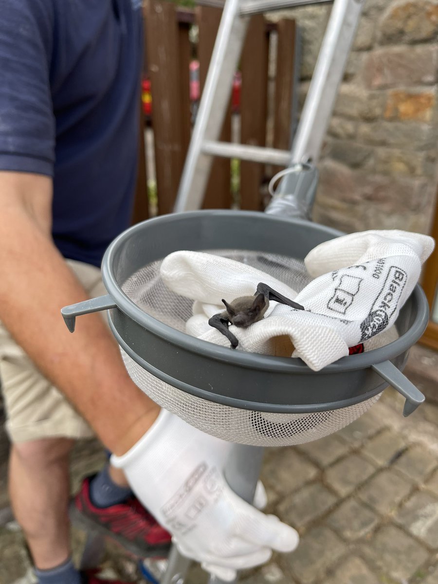 willsyouruncle's tweet photo. Retuning first 2023 baby bat (2.2g) to his roost after being found by the home owner on patio below. We used “sieve on a pole” method, identifying roost entrance at the gable end of the property. @_BCT_ @NaturalEngland  North Lancs bat group #babybat #ukbatrescue #lancasterbats https://t.co/vty2qJLxRr
