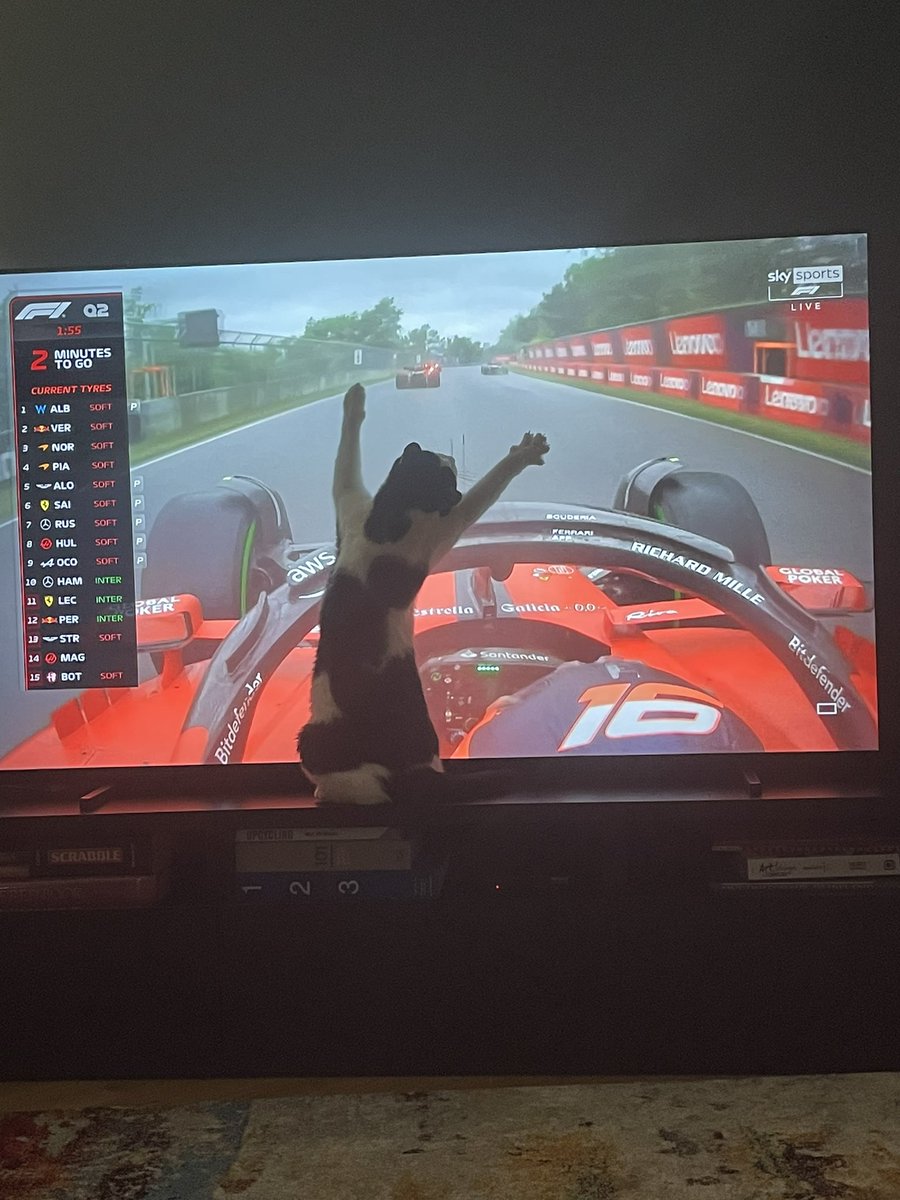 caitcroi's tweet photo. @SkySportsF1 Ferrari turn that way 😂😂 @ScuderiaFerrari my cat wanting to get involved in Q2 
#Formula1 #CanadaGP https://t.co/bzkwDsB8eR