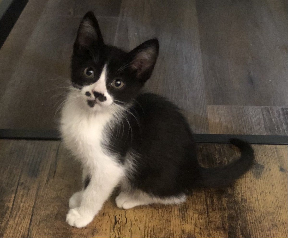 Happy Caturday, and here’s one of my foster kittens, Owen.  
What a handsome fella! 
His sister is April, who isn’t pictured. 
6 weeks old! 
#Fosterkitten #Fosterkittens #kittenseason #Fostercat #Fostercatdad #Catdad #HappyCaturday #Caturday