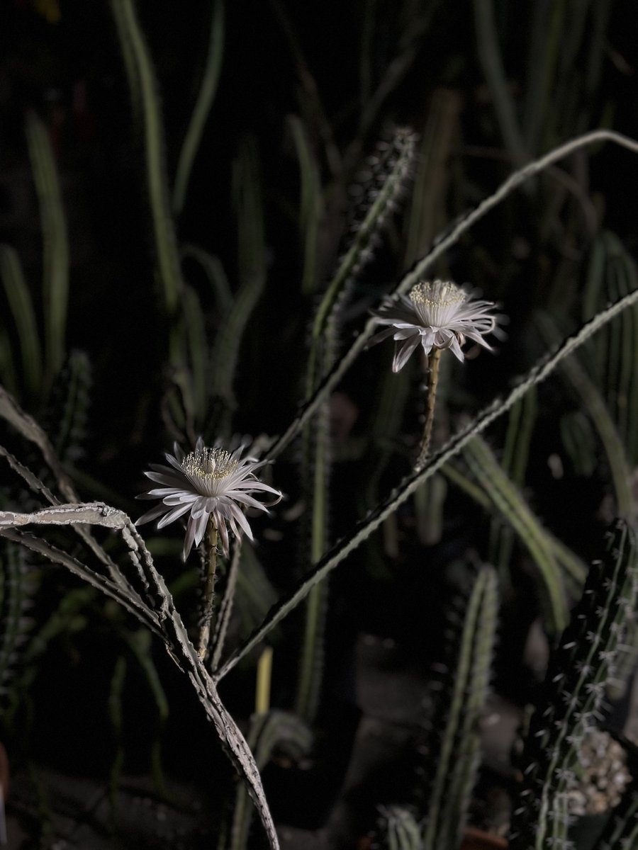 dbgphx's tweet photo. 📯ALL RISE FOR THE QUEEN📯

This queen of the night cactus (Peniocereus greggii var. transmontanus) was in bloom last night in the Garden’s shade house.

Keep an eye out from another queen of the night in the Garden’s core trail that will be in bloom next week! https://t.co/gCOoWIXQkr