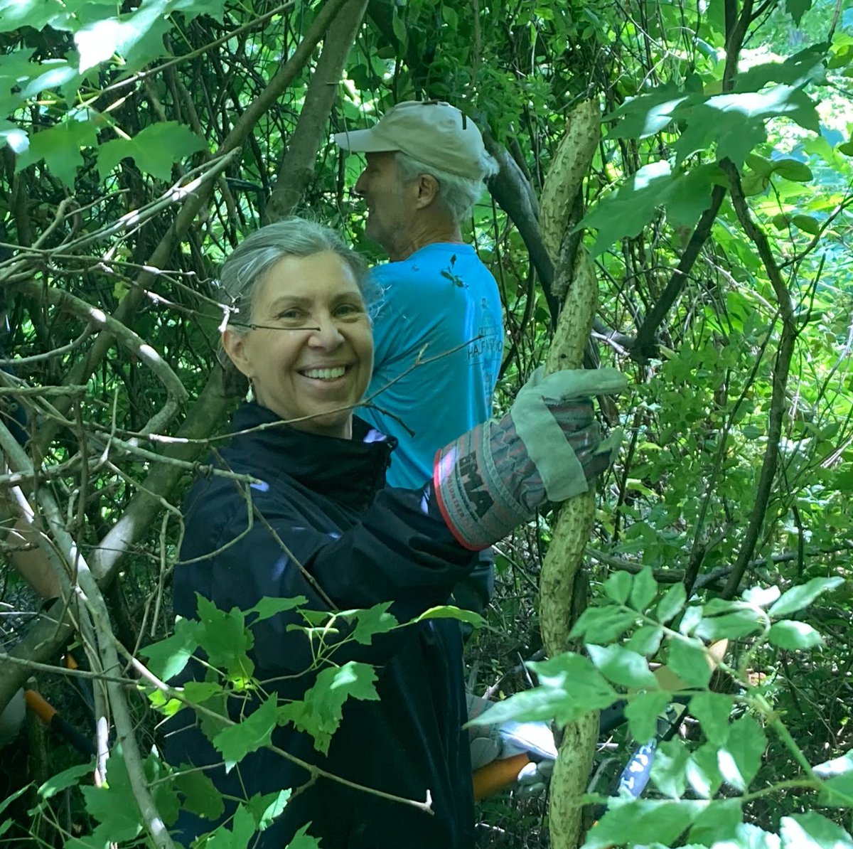 Thank you, Supervisor Walkinshaw, for rescuing a Red Maple in this park along the Burke VRE trail! He and his team plunged right in there with some Burke residents to cut the Porcelainberry and Bittersweet while sparing the native grape vine. @JRWalkinshaw #plantnovatrees