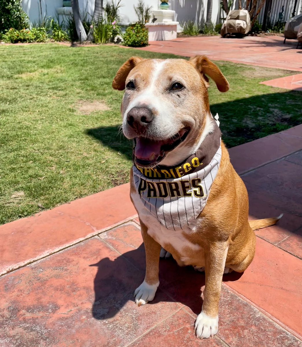 Someone’s ready for some @Padres baseball! #padrespet #padrespets #pawsquad