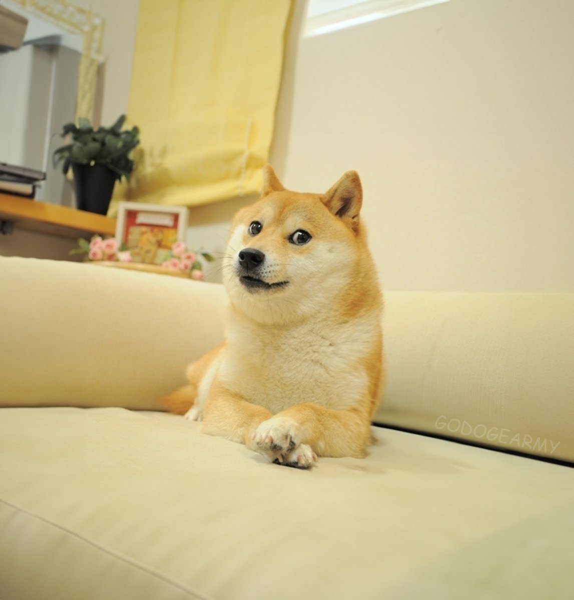 GoDogeArmy's tweet photo. $DOGE https://t.co/Sc9ywVzzAC