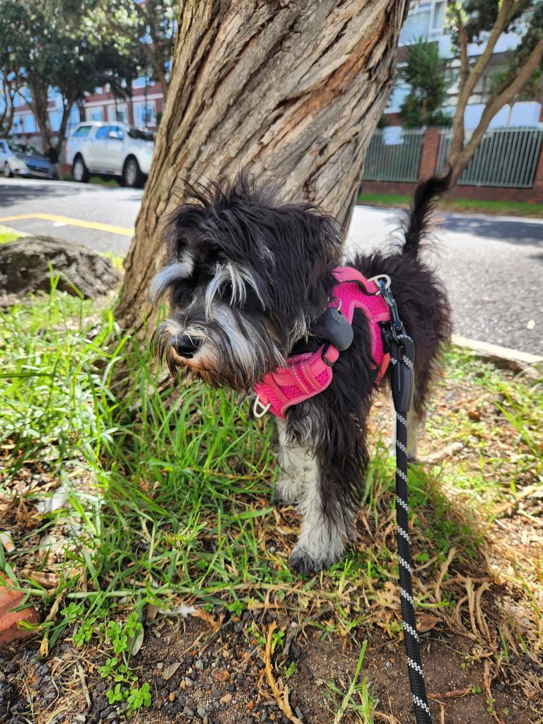 🌲

#miniatureschnauzer #schnauzer #miniatureschnauzersofinstagram #miniatureschnauzers #miniatureschnauzerpuppy #puppy #dog #pupfluencer #dogfluencer #dogsofinstagram #puppylove #puppylife #puppygram #puppiesofinstagram  #CapeTown #SouthAfrica