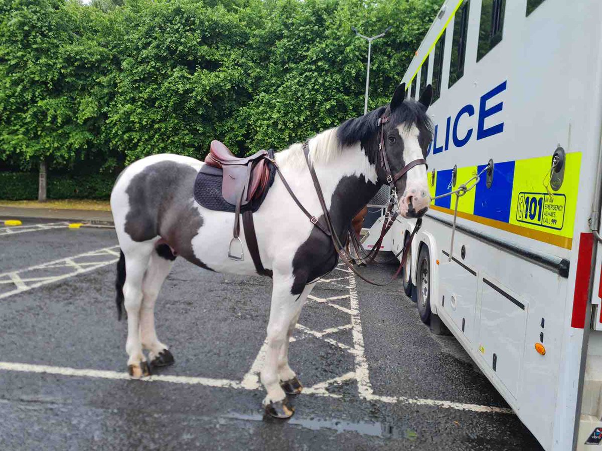 PSOSHorses's tweet image. Today we had PH Dyce and Montrose (pictured) patrolling Balloch Country Park . Also out and about were PH Inverness and Strathaven in Dunoon at a Community event and PH Elgin and Cupar at Armed Forces Event in Hamilton.  #BusyWeekend #SummerPatrols ☀️🍦