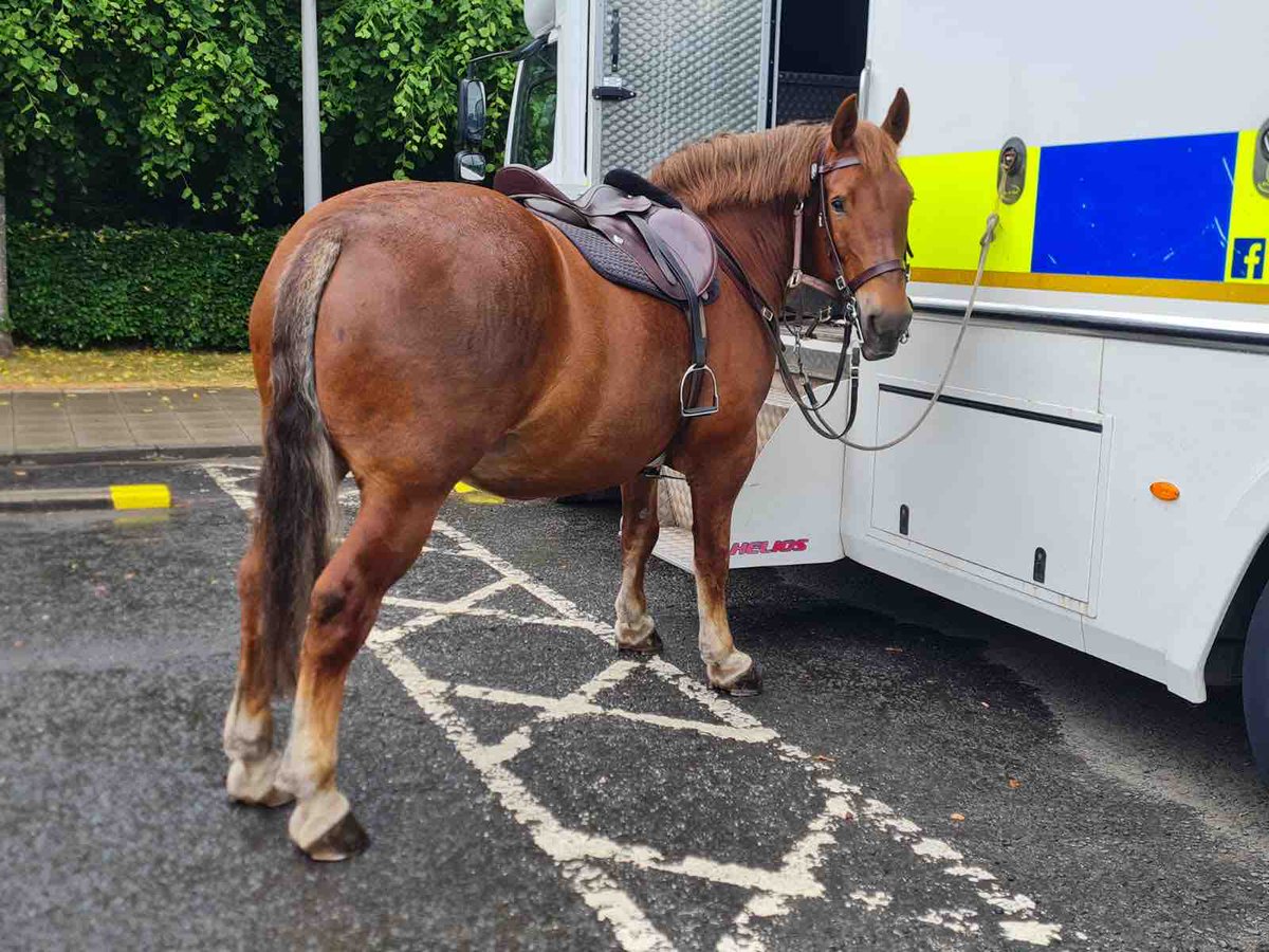 PSOSHorses's tweet image. Today we had PH Dyce and Montrose (pictured) patrolling Balloch Country Park . Also out and about were PH Inverness and Strathaven in Dunoon at a Community event and PH Elgin and Cupar at Armed Forces Event in Hamilton.  #BusyWeekend #SummerPatrols ☀️🍦