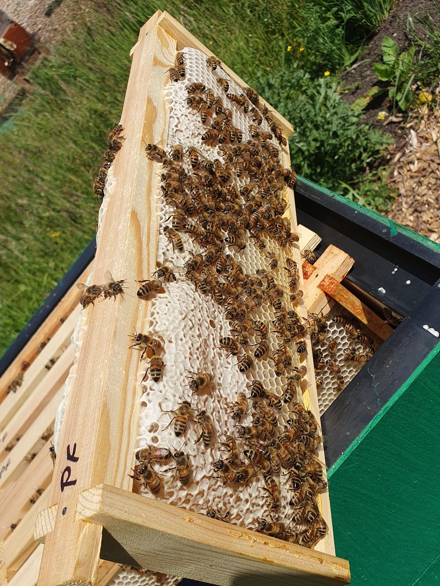 Best season so far all thanks to this swarm I collected last year