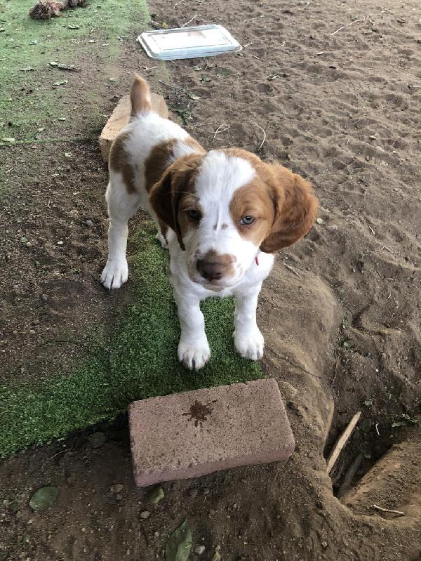 Gundog Central on Twitter "BRITTANY PUPPIES FOR SALE on http