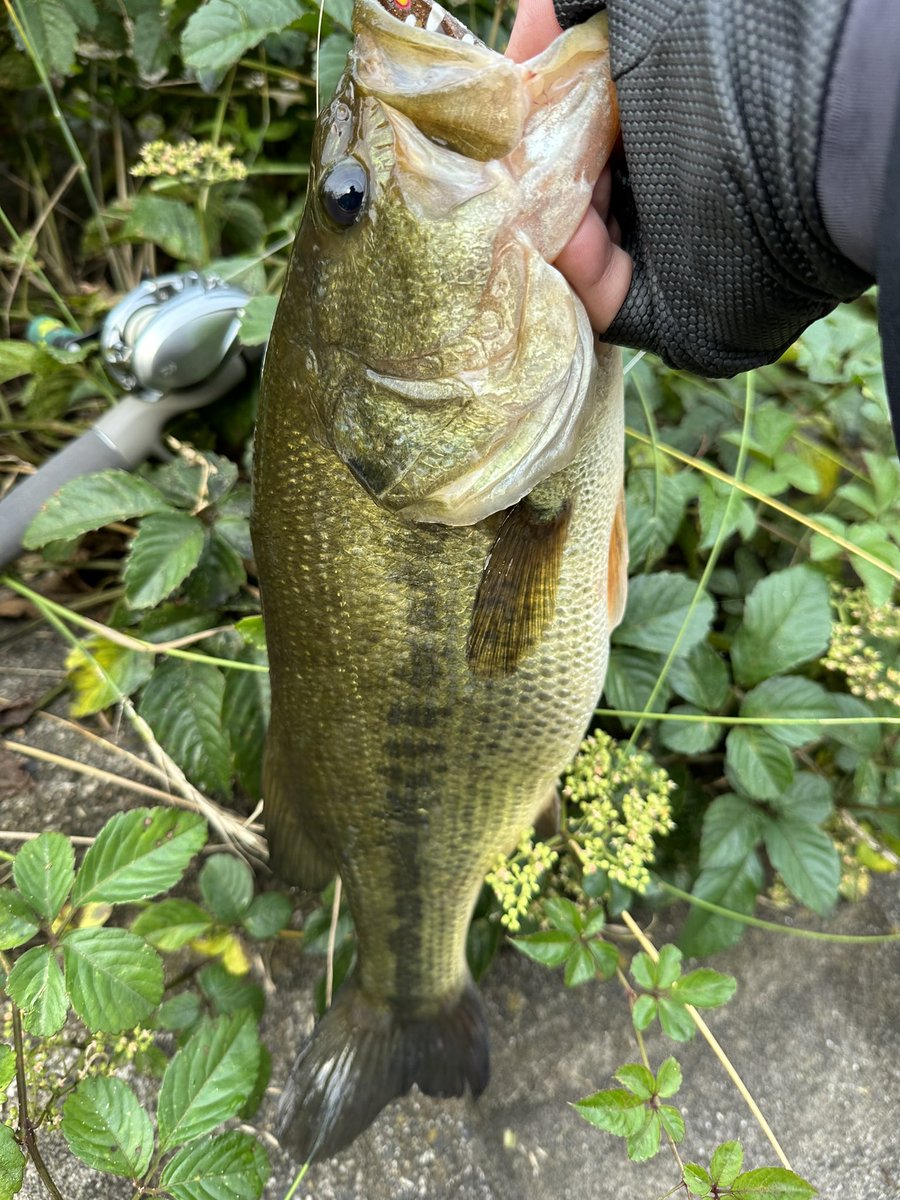 kazz00323's tweet image. 満足したので帰ろ🐸
2B1F
#QueueAIR
#DeepForest
#GLOKGen2
#680XH
#PE50lb