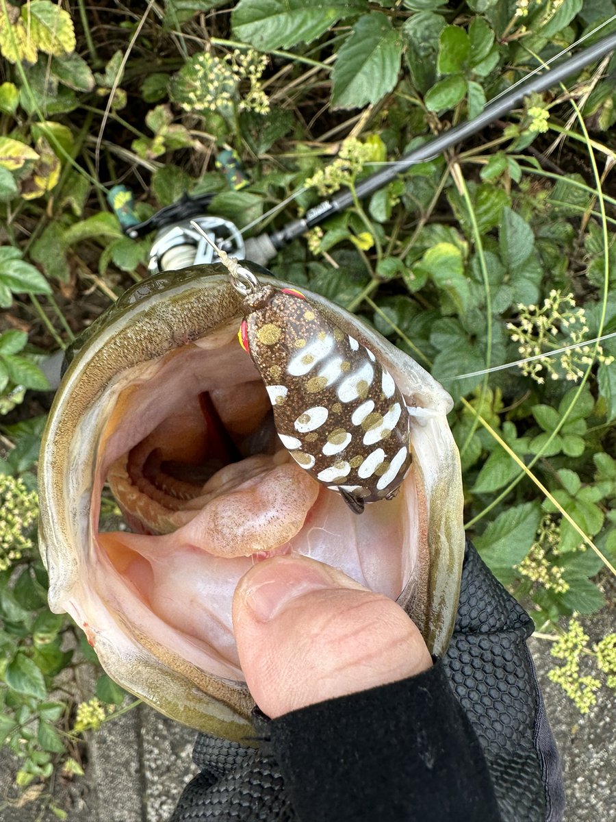 kazz00323's tweet image. 満足したので帰ろ🐸
2B1F
#QueueAIR
#DeepForest
#GLOKGen2
#680XH
#PE50lb