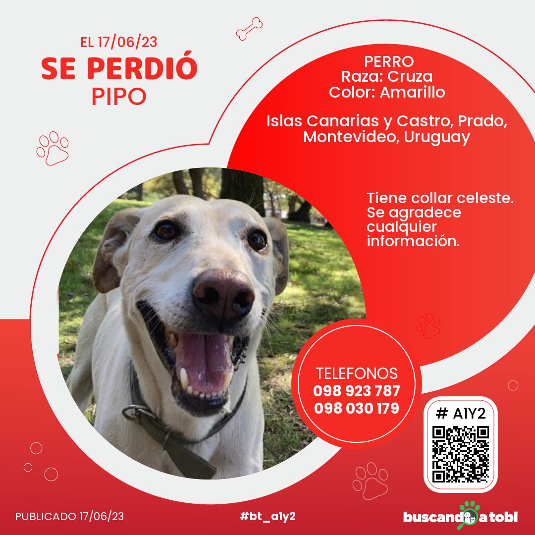 buscandoatobi.com tweet media