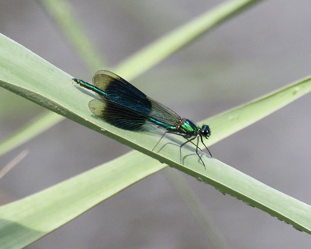 JoKingDevon's tweet photo. An otherwise boring bike ride along a quiet #ExeEstuary to #ExminsterMarshes this morning was brightened by this male #BandedDemoiselle on the reedbed near the River Kenn outlet Not noticed any there before but maybe I've not looked hard enough 🤔#PowderhamCastleEstate #Devon https://t.co/WSwcpTvALI