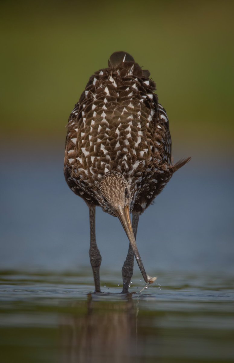 GOOD AFTERNOON #TwitterNatureCommunity The weekend is finally in full swing and I’m ready to get a break! Here’s a Limpkin snatching an Apple Snail from its shell in the fight against this invasive species. #BirdsOfTwitter #BirdTwitter #birdphotography #Birds