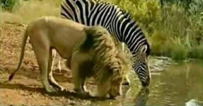 Either the lion is drunk or he needs Zebra vote in forest elections. 😅