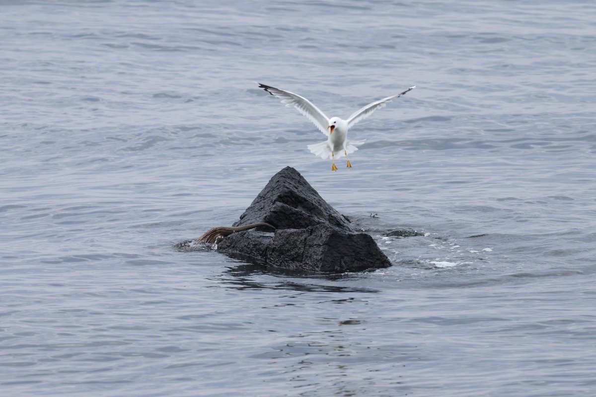 Common Gull parents seeing off this mother and cub which happened to get a bit to close to shore for their liking in Broadford bay this evening.