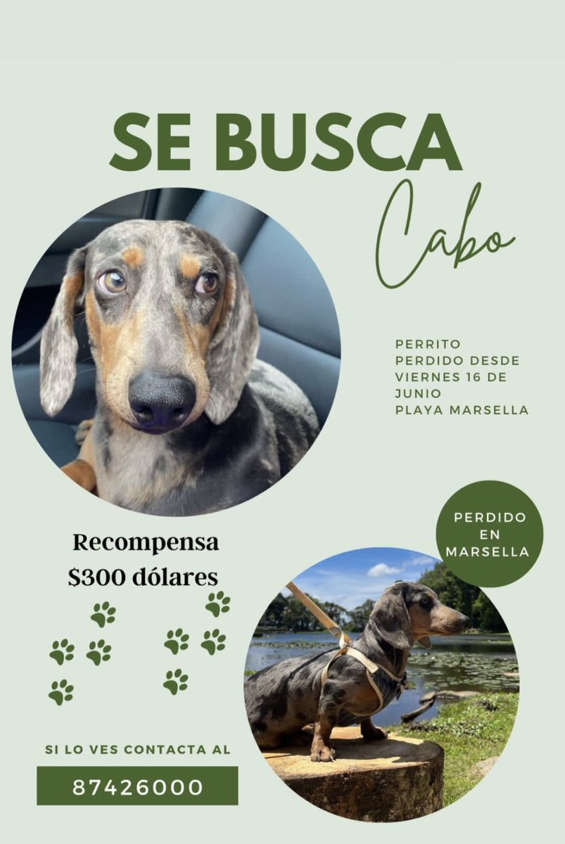 alejo_saurus_7's tweet photo. Un RT por que Cabito regrese a casa por favor 🥺🙏🏼🐾 https://t.co/dvSXZ12aLN