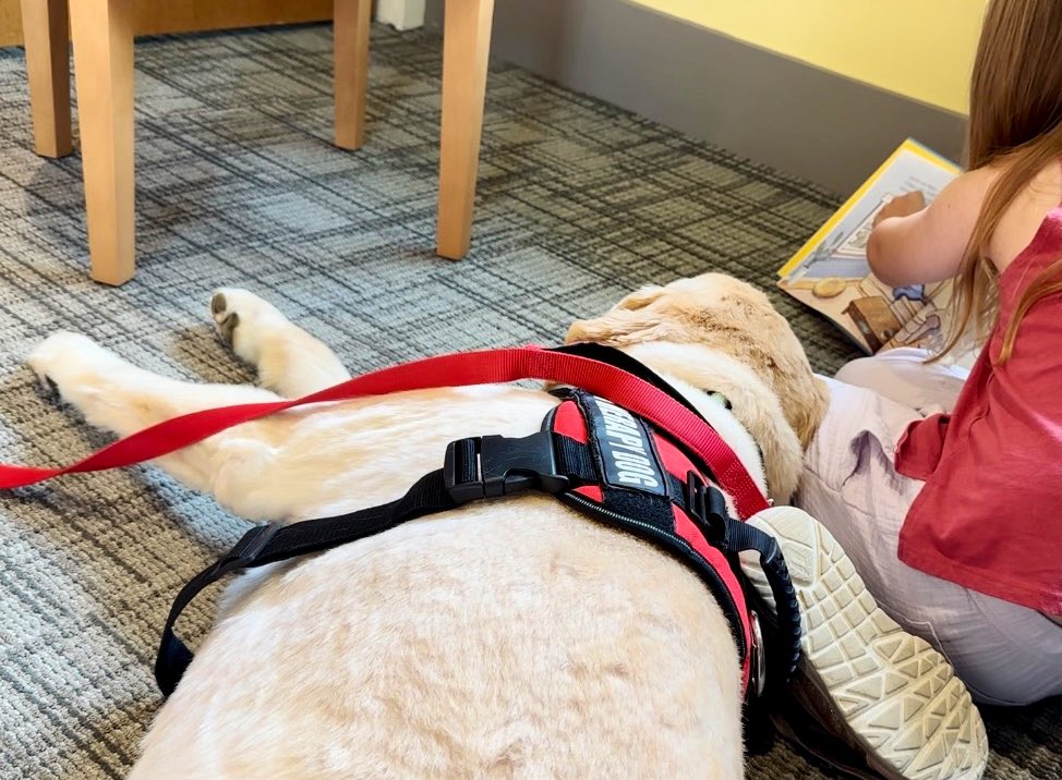 KatelynBotsford's tweet image. Our library brought in a therapy dog and kids could spend ten minutes reading to him. ♥️ #SupportLocalLibraries