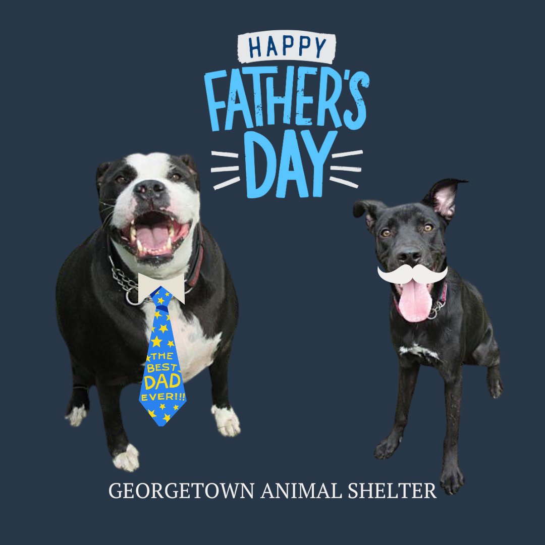 @georgetowntx Marty & Riki have a dad joke they'd like to tell you. 👔 When does a joke become a dad joke?  When it's fully groan! 🤦 

Adopt an adult dog for FREE Sunday,12-4. Give yourself the 🎁 gift of being a father to a new doggo & give them a loving home at the same time!