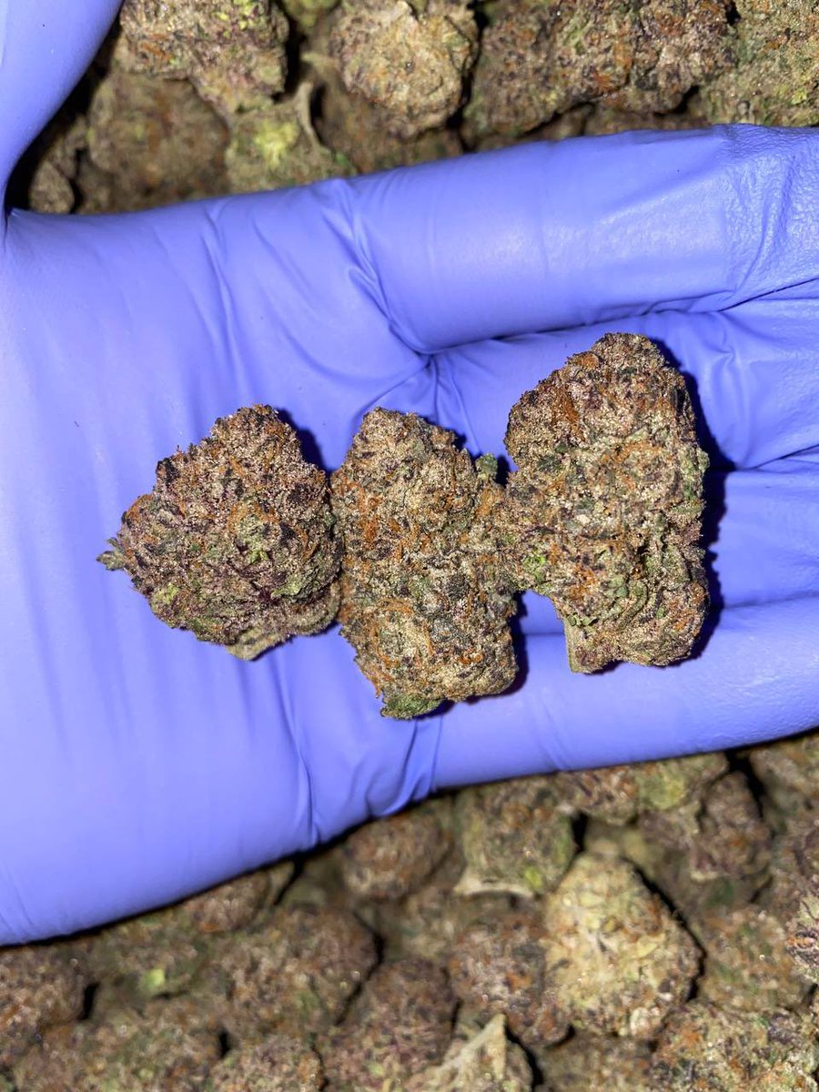 ResinShark's tweet photo. Super Lemon Cherry Gelato 🍋 🍒     super fresh &amp; tastes great in a vibe paper

https://t.co/4K8CEUAQmo https://t.co/IEgP89BJy2