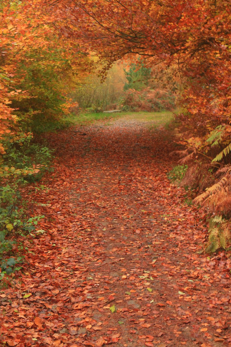 @DailyPicTheme2 Autumn trees make a hallway at Blaen Bran Woodland #DailyPictureTheme #hallway #autumn #fall #BlaenBran (portrait so may need a click)  #Torfaen #Wales