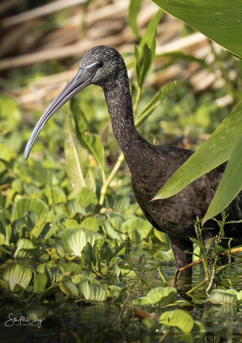 Immature Ibis.  Millions of evolutionary years to perfect that beak for foraging wetlands. #BirdsOfTwitter