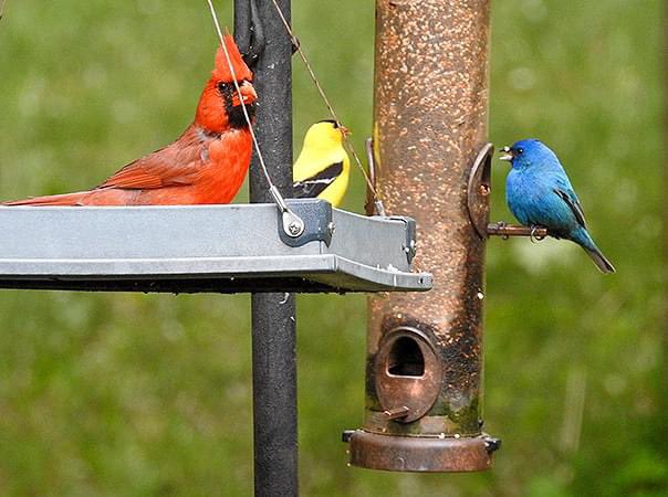 I’ve been trying to get this shot since we moved in here 22 years ago. FINALLY! #Birds