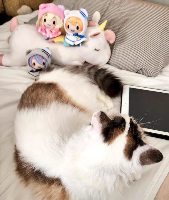 これはてんまけ専用ペガサスに乗れないかみしろくんに寄り添うデカイ猫です