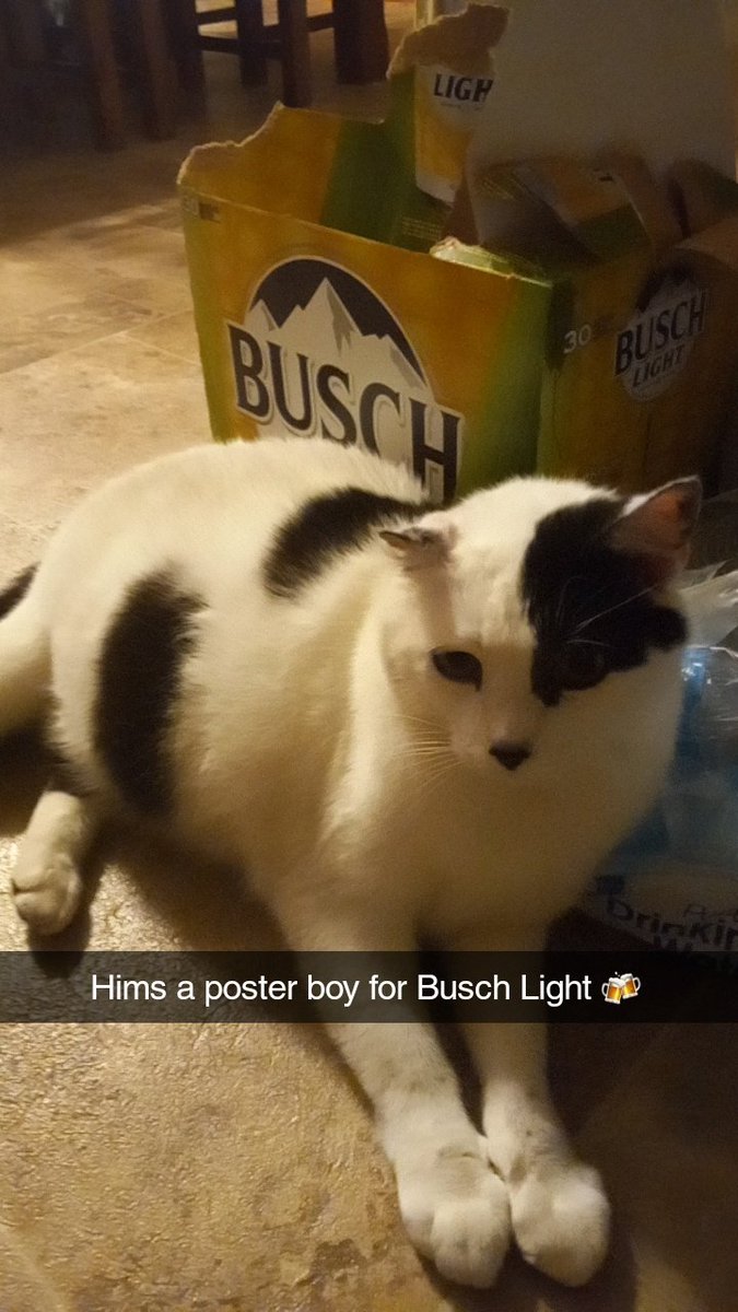 wendileighmcd's tweet photo. @BuschBeer Ares is your new spokesman. He'll sell more beer, trust me. https://t.co/3ufnNcww67