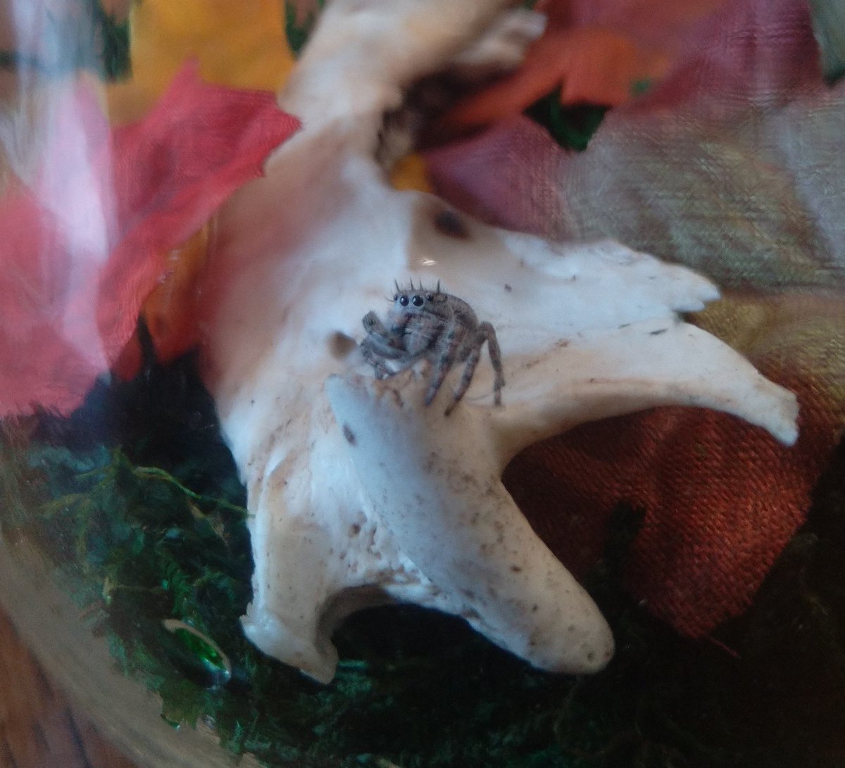 Zombi_Rot's tweet photo. All my spooders, 
👻🕷️🕸️🖤🕷️🕸️🖤🕷️🕸️🖤👻
Malibu (tan jumping spider), Spice (regal jumping spider), Ameretto (bold jumping spider) and Lime (dismorphic jumping spider) https://t.co/5i5rKcBtPN