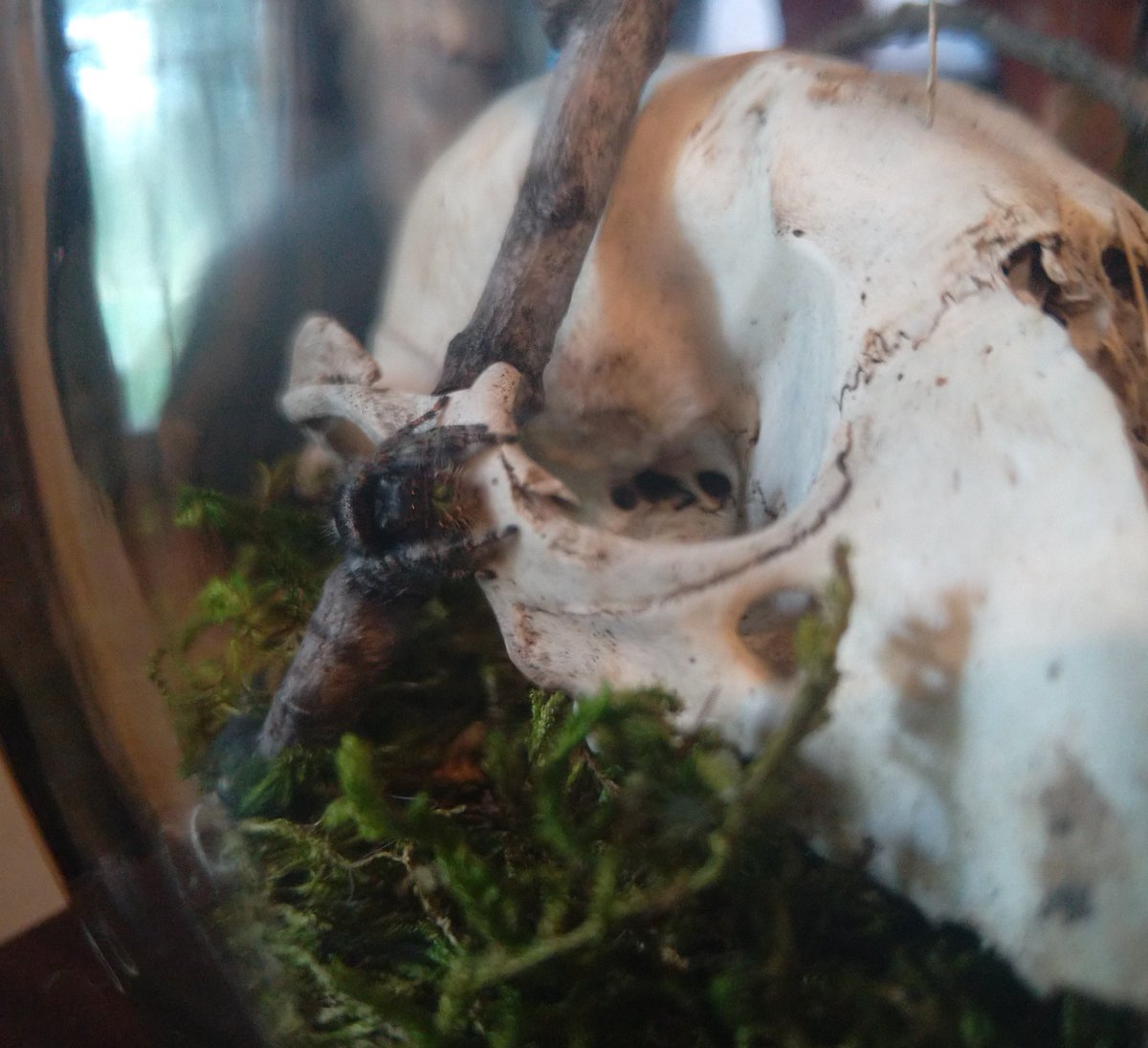 Zombi_Rot's tweet photo. All my spooders, 
👻🕷️🕸️🖤🕷️🕸️🖤🕷️🕸️🖤👻
Malibu (tan jumping spider), Spice (regal jumping spider), Ameretto (bold jumping spider) and Lime (dismorphic jumping spider) https://t.co/5i5rKcBtPN