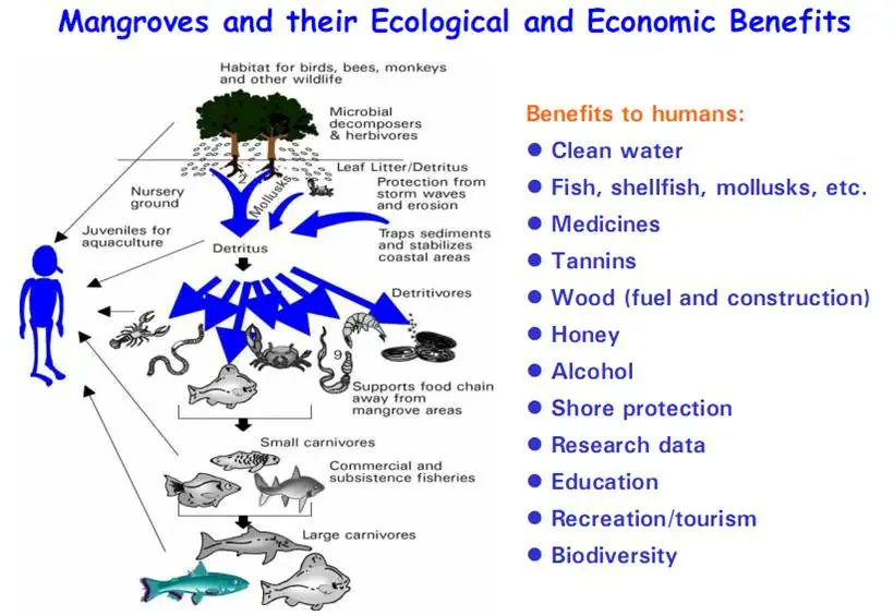 Greenyatra's tweet photo. #BlueYatra
#Ecological and #Economic Benefits of #Mangroves
§ #Cleanwater
§ Fish, Shellfish, mollusks, etc
§ Medicines
§ Tannins
§ Wood (fuel and construction)
§ Honey
§ Alcohol
§ Shore protection
§ Research Data
§ Education
§ Recreation/tourism
§ #Biodiversity
Mangroves had been regarded as the “Nursery of the Sea”. The main reason behind this is that mangroves becomes the breeding ground for aquatic organisms. This is where crabs, shrimps, and small fishes gather their food in the form of Detritus (leaf particles with fungi and bacteria). And for this reason why fish becomes abundant in the coastal areas.
· One hectare of mangrove trees produces up to 3.6 tons of ‘litter fall’ annually.
· One hectare of healthy mangrove ecosystem produces
about 1.08 tons of fish and fishery products per year.
Uses of Mangroves can be subdivided into four (4) main categories:
§ Coastal Protection
§ Habitat for Wildlife
§ Fisheries Products
§ Forestry Products
The Millennium Ecosystem Assessment, 2005 further discussed these categories through the following:
MANGROVE ECOSYSTEM SERVICES
#REGULATING
§ Protection of beaches and coastlines from storm surges, waves and floods
§ Reduction of beach and soil erosion
§ Stabilization of land by trapping sediments
§ Water quality maintenance
§ Water regulation (groundwater recharge & discharge, flood & flow control)
§ Climate regulation (maintenance of air quality, temperature, and precipitation)
#PROVISIONING
§ Subsistence & commercial fisheries
§ Aquaculture (small-scale, traditional)
§ Hunting
§ Honey
§ Fuel wood
§ Building Materials
§ Traditional Medicines
#CULTURAL
§ Tourism and Recreation
§ Spiritual and Cultural
#SUPPORTING
§ Storage and Recycling of Nutrients
§ Pollution Control and Detoxification
§ Nursery Habitats
Why do we have to Conserve Mangroves?
Conservation of Mangroves is important for the survival of mangrove species, humans and also of two other habitats — coral reefs and seagrass beds.
Mangroves have two sources of threats: Natural threats and Human Impacts.
Natural Threats are those occurrences from the environment, itself. These include hurricanes, root clogging from increased water turbidity and damage from boring organisms and parasites.
Human Impacts on the other hand, are those that we could control. These are aquaculture; expansion of coastal settlements; unauthorized forestry activities like charcoal and firewood gathering; and, institutional factors such as low economic rent, overlapping government bureaucracy and inconsistent policies, weak law enforcement, and lack of political will.
#BlueYatra- A Mangrove Plantation, conservation and restoration Initiative by @greenyatra
#GreenYatra #MangrovePlantation #MangroveConservation #MangroveRestoration #MangrovePlantationNGO #MangrovePlantationNGOInIndia #MangrovePlantationInIndia #NetZero #bluecarbon #sdgs #CSR
Source: https://t.co/SvITAT48JM
