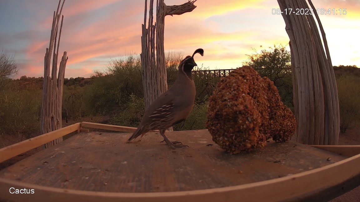 A gorgeous sunset in the desert tonight. Gambel's #quail on #cameratrap.