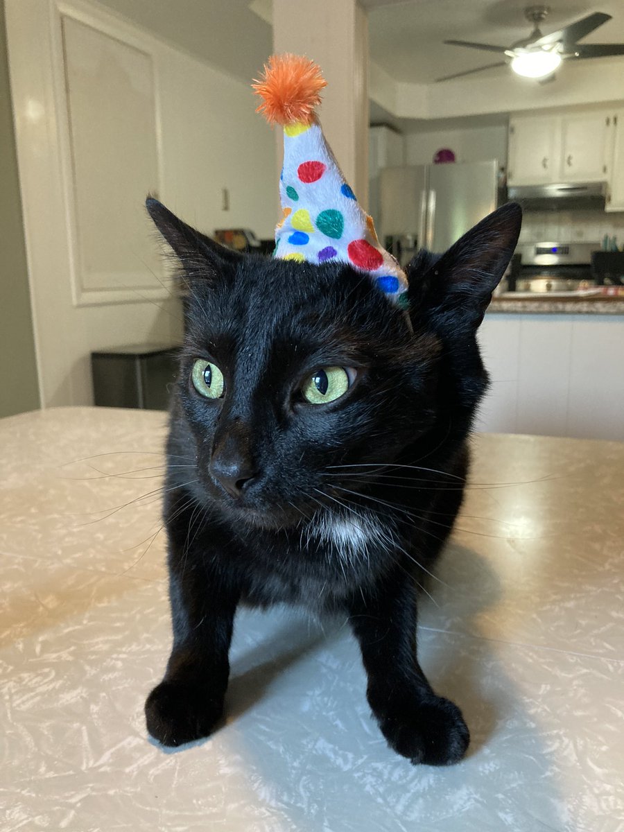 max_binx_dani's tweet photo. BORTHDAY BINKY MAN 😻 4 yeers olde!! https://t.co/lB9L652RKs
