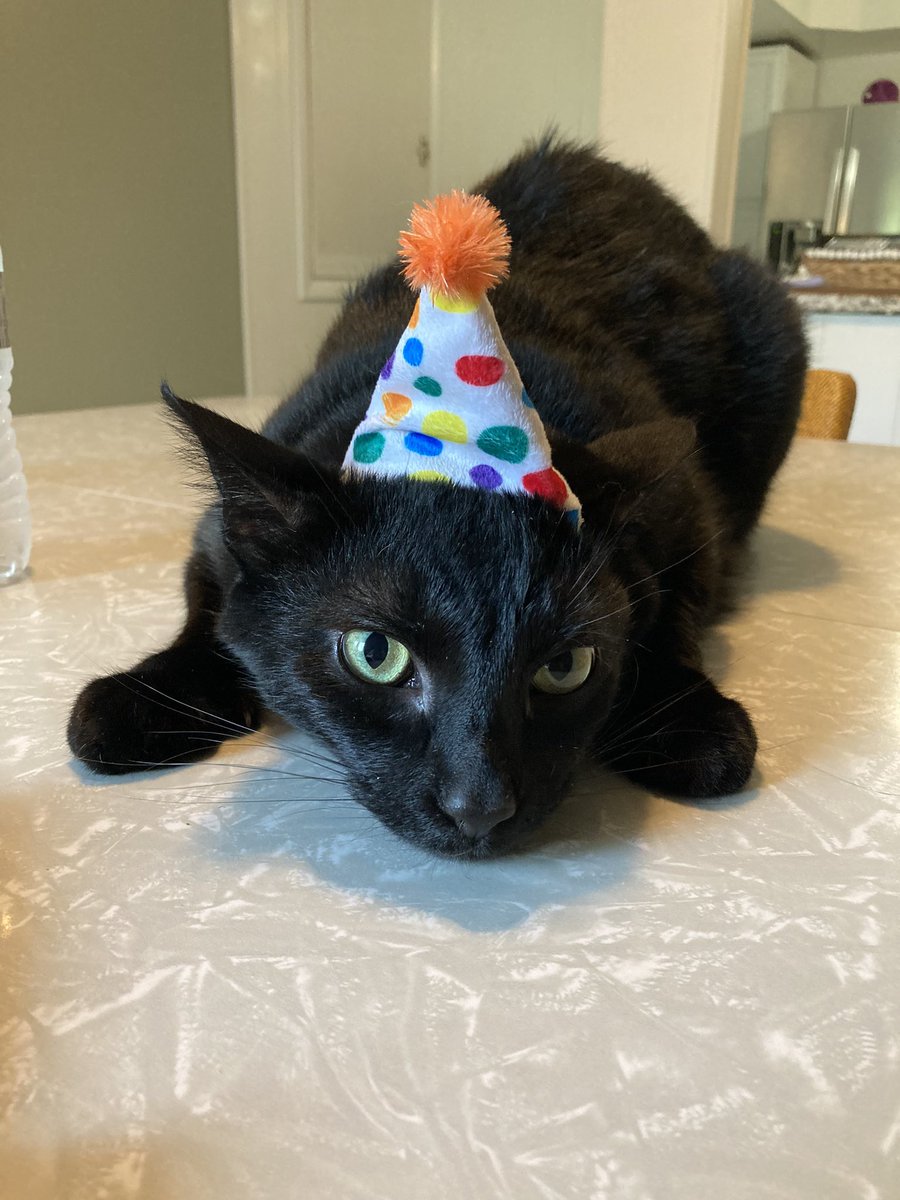 max_binx_dani's tweet photo. BORTHDAY BINKY MAN 😻 4 yeers olde!! https://t.co/lB9L652RKs