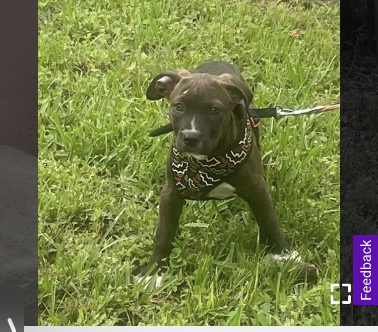 EliciaSanderson's tweet image. I’m getting a new baby🥰🥰 

Her name is Dakota! She’s a pitbull terrier mix🥰🥰 I’m so excited to get her, she gets along with everyone❤️❤️

Thank you so much Father God for blessing me with this beautiful healthy puppy!! I’m forever grateful🥰🙏🏼🤍

#dogmom #pitmix #blessed🙏🏼